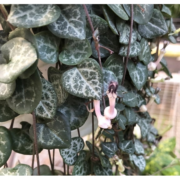 String of Hearts - 4" Mini Hanging Basket - Ceropegia woodii-Collector's Series