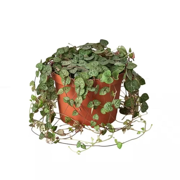 String of Hearts Indoor Plant Live  4 Inch Plastic Pot