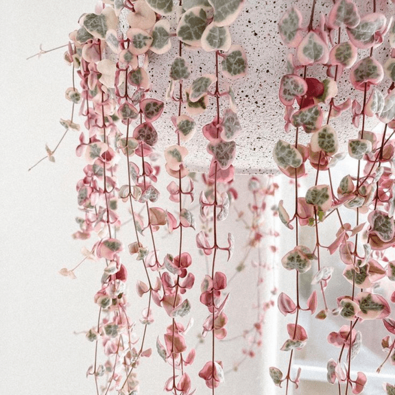 String of Hearts Plant 2.5'' Pot, Variegated String of Heart Succulent Live Plant