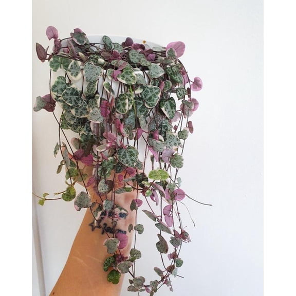 RedCrocus String of Hearts Succulent - Trailing, Drought-Tolerant Indoor Plant for Hanging Baskets and Containers 4.5" Hanging Basket