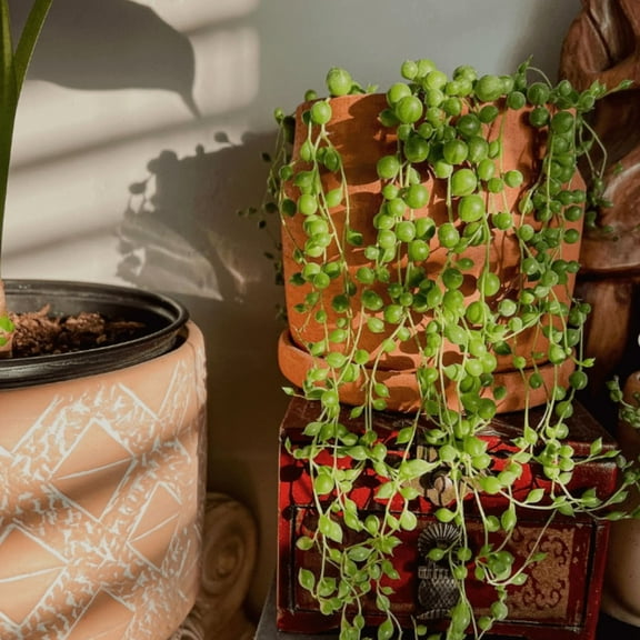 String of Pearls, Hanging Succulent, Trailing Succulent, Indoor Houseplant, Live Plant in 2'' Pearl Variegate