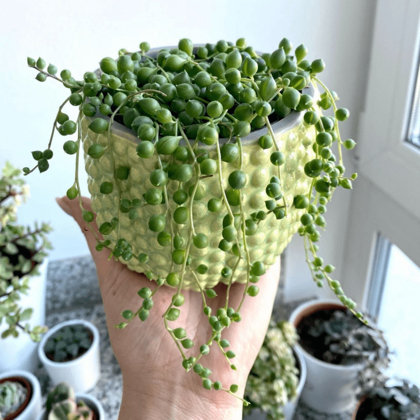 String of Pearls, Hanging Succulent, Trailing Succulent, Indoor Houseplant, Live Plant in 4'' Pearl Variegate