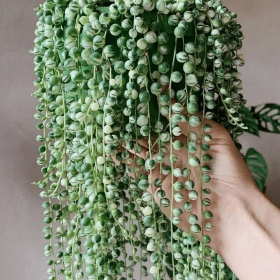 String of Pearls, Hanging Succulent, Trailing Succulent, Indoor Houseplant, Live Plant in 4'' Pot