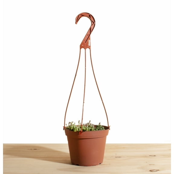 String of Pearls Hanging Succulent in 6" Grower Pot
