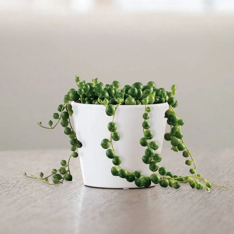 String of Pearls Indoor Succulent Plant Live – 4 Inch Plastic Pot