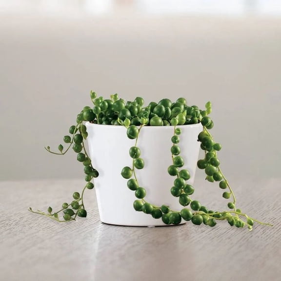 String of Pearls Indoor Succulent Plant Live 4 Inch Plastic Pot