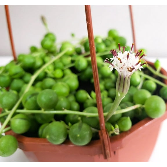 String of Pearls Live Plant in 4" Pot - Trailing Succulent - String Plant - Senecio Rowleyanus - Ornamental Indoor Outdoor Houseplant