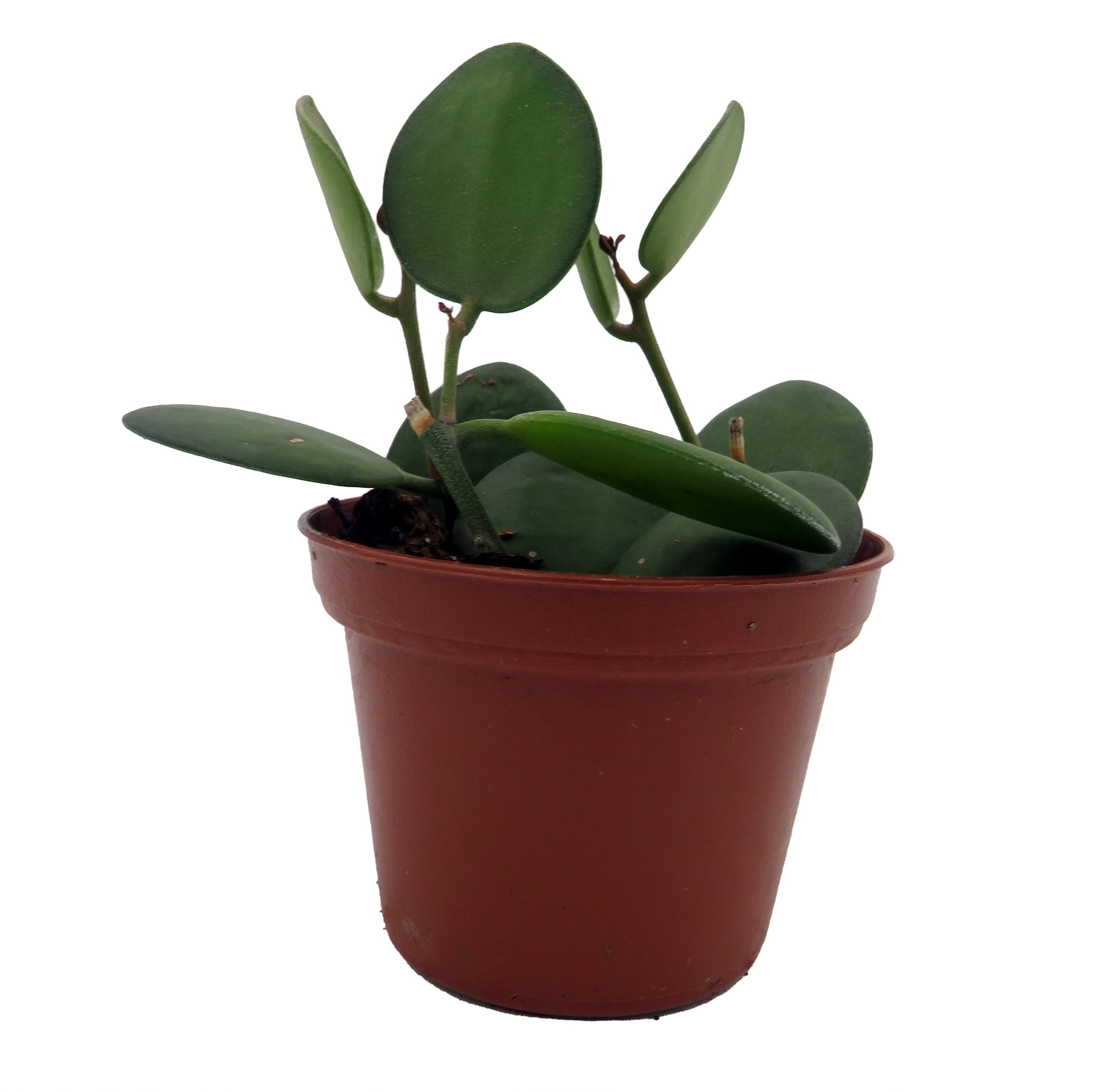 HIRT'S GARDENS String of Coins - Xerosicyos Danguyi - 2.5" Pot