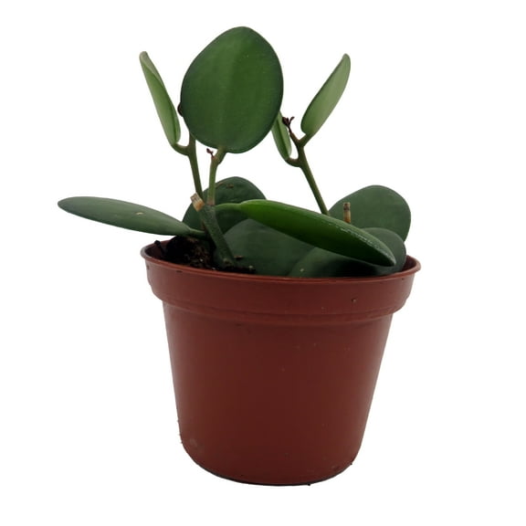 String of Coins - Xerosicyos Danguyi - 2.5" Pot