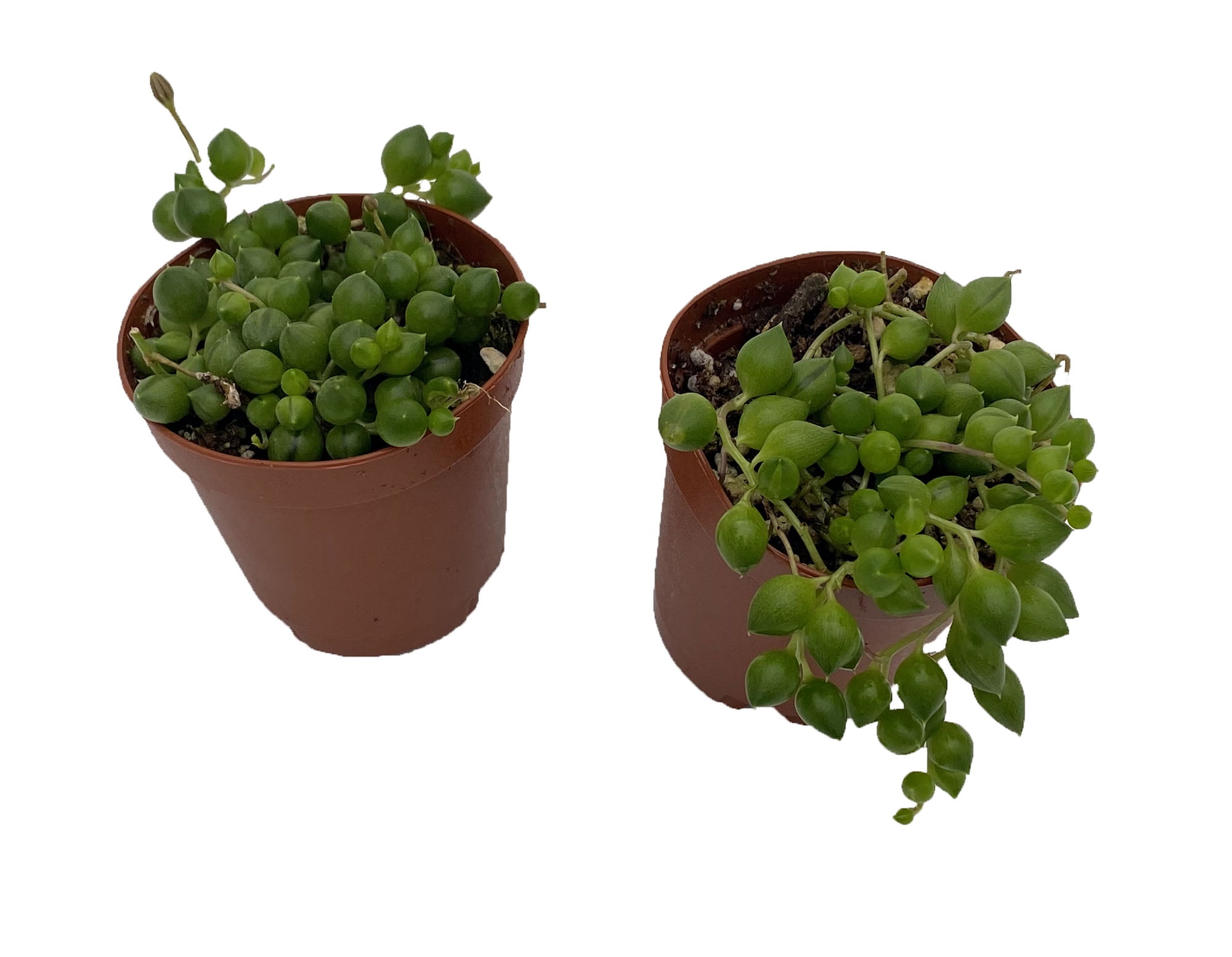 Hirt's String of Pearls - Senecio rowleyanus - Easy to Grow - 4 Hirt's String of Pearls - Senecio rowleyanus - Easy to Grow - 4