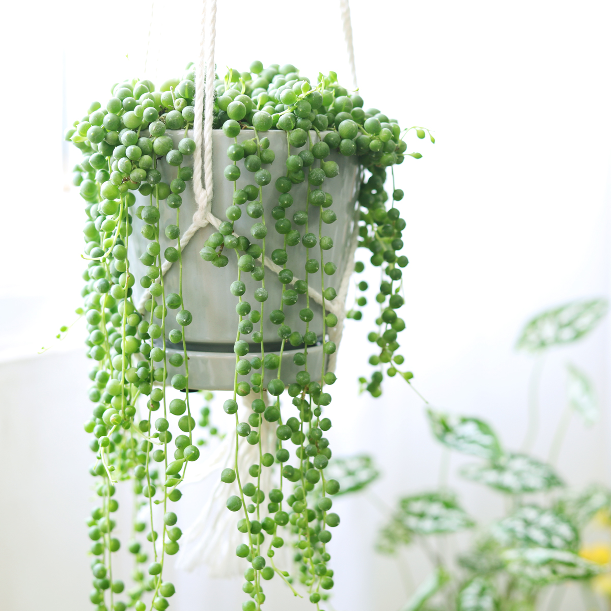 Variegated String Of Pearls – Senecio Rowleyanus, 6 Inch Pot, Very Long Trails