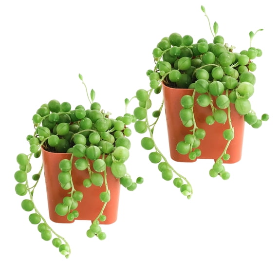 String of Pearls Style Succulent in 2" Pot –Small Potted succulents plants live , Easy to Start Indoor Lives Houseplants, Indoor Outdoor Decoratio