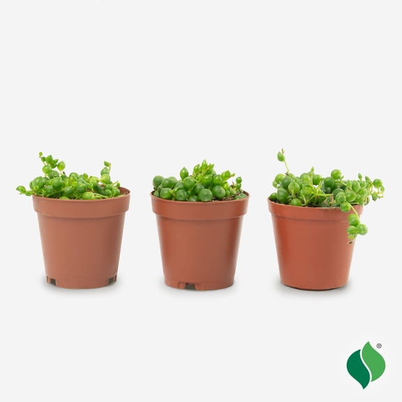 String of Pearls Succulent 3pk