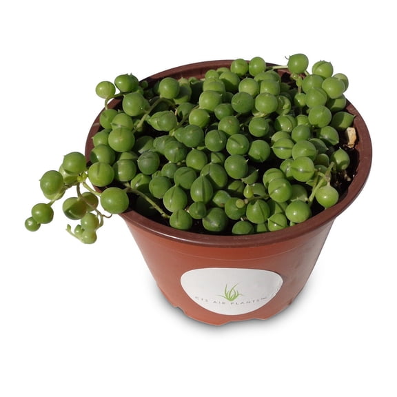 String of Pearls Succulent Curio Rowleyanus, 4" pot
