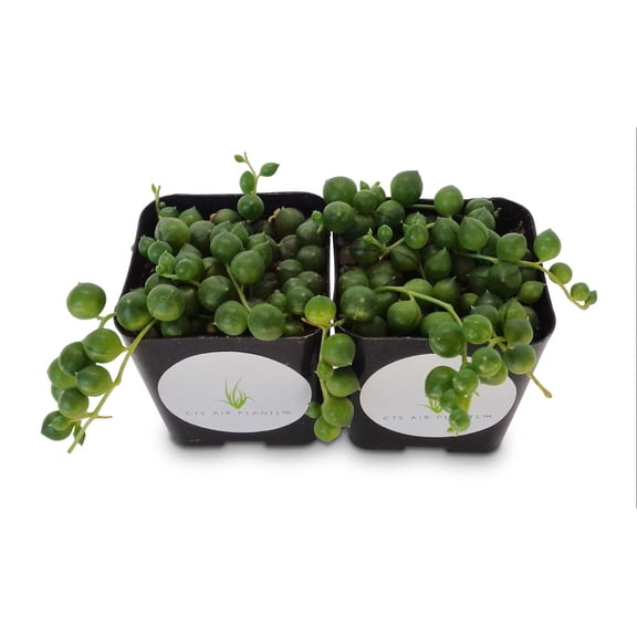 String of Pearls Succulents Senecio Rowleyanus 2 Pack 2" Pots