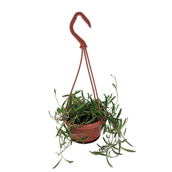 String of Rubies - Othonna capensis - Succulent - 4"MiniHangingBasket