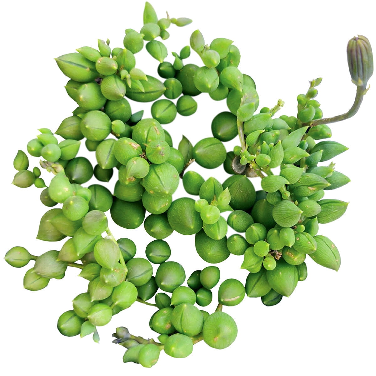 Succulents Box String of Tears Senecio Herreianus