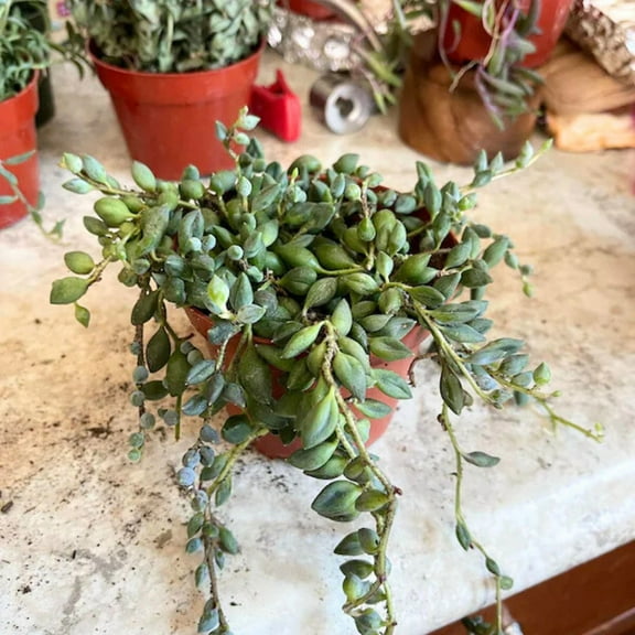 String of Tears, Variegated Plant, Trailing Succulent, Hanging Plant in 2" Pot