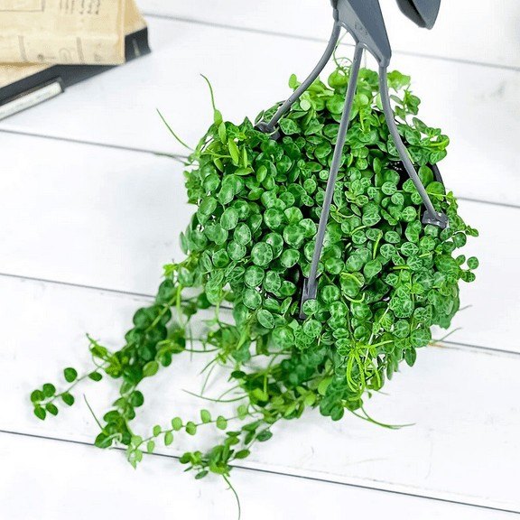 String of Turtle Plant, Succulent Live Plant, Peperomia Prostrata, String of Turtles for Home Office Decoration, 3 Inc Pot