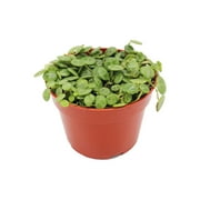 String of Turtles - 4" from California Tropicals