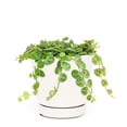 thumbnail image 1 of String of Turtles (6"+ Minimalist Pot) - Live Healthy Succulent for Home Office - Trailing Succulent - Easy to Care Succulent, 1 of 10