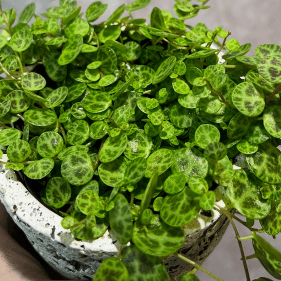 String of Turtles Cuttings, Peperomia Prostrata, Succulent Cuttings, Live Plant Cuttings, 5-2''