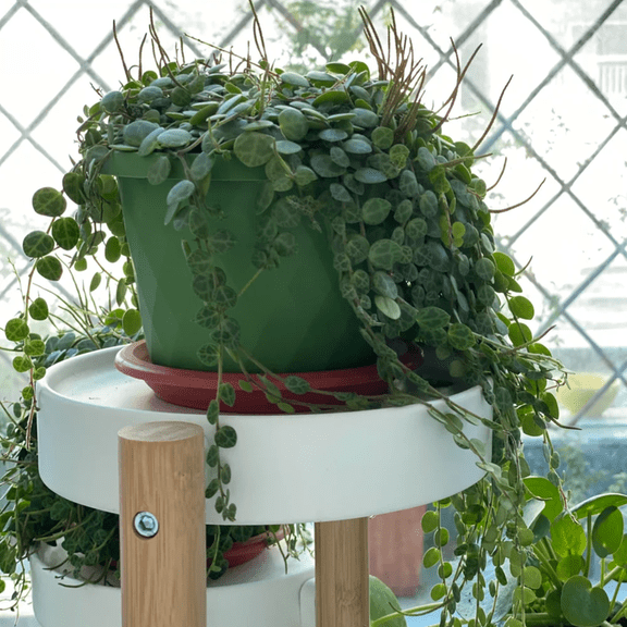 String of Turtles Live Plant, String of Turtles Plants Live Houseplants, 4-7 inches Tall, 4 inch Pot for Indoor Planting