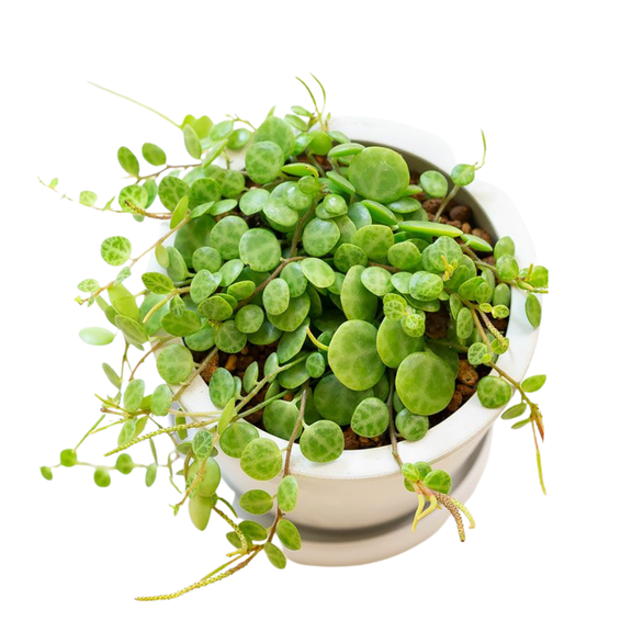 String of Turtles Live Plant, Succulents Plants Live in 3'' Pot, Indoor Plant for Home and Office Dcor