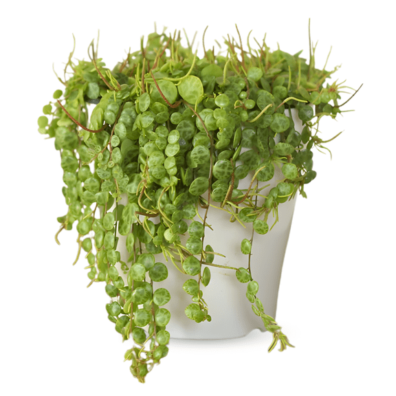 String of Turtles Live Plant in 3 Inches Pot, Peperomia Prostrata, Trailing Succulent Houseplant, String of Turtles for Hanging Basket