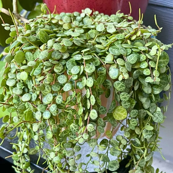 String of Turtles Plants Succulents, String of Turtles Live Plant, Peperomia prostrata, 4-7 inches Tall in 4 inch Pot for Growing