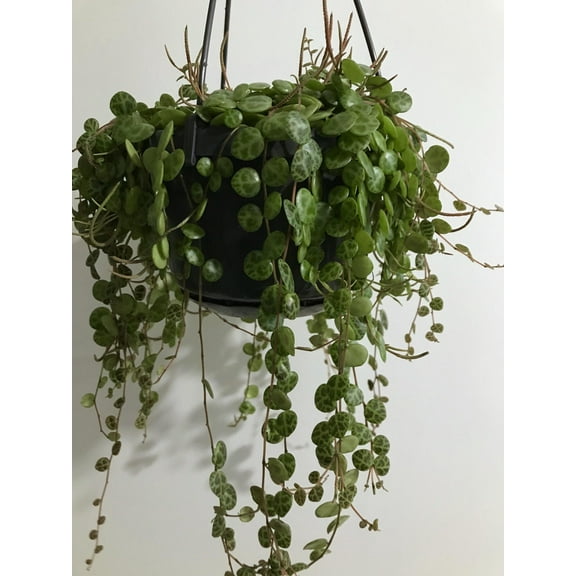 RedCrocus String of Turtles Succulent for Indoor Gardening  6" Hanging Basket