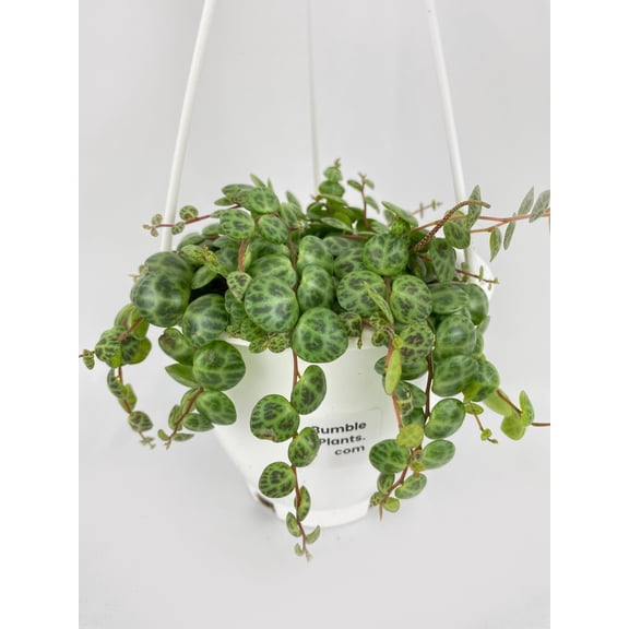 Bumble Plants String of Turtles Succulent Live Plants Pot, Easy to Grow