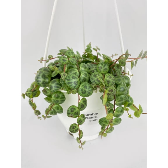 Bumble Plants String of Turtles Succulent Live Plants Pot, Easy to Grow