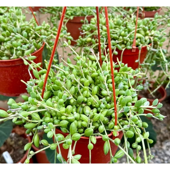 String of Watermelon Live Plant in 6" Pot - Trailing Succulent - Hanging Succulent Plant - Houseplant