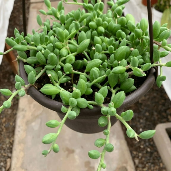 String of Watermelon, Trailing Succulent, Hanging Plant in 4" Pot