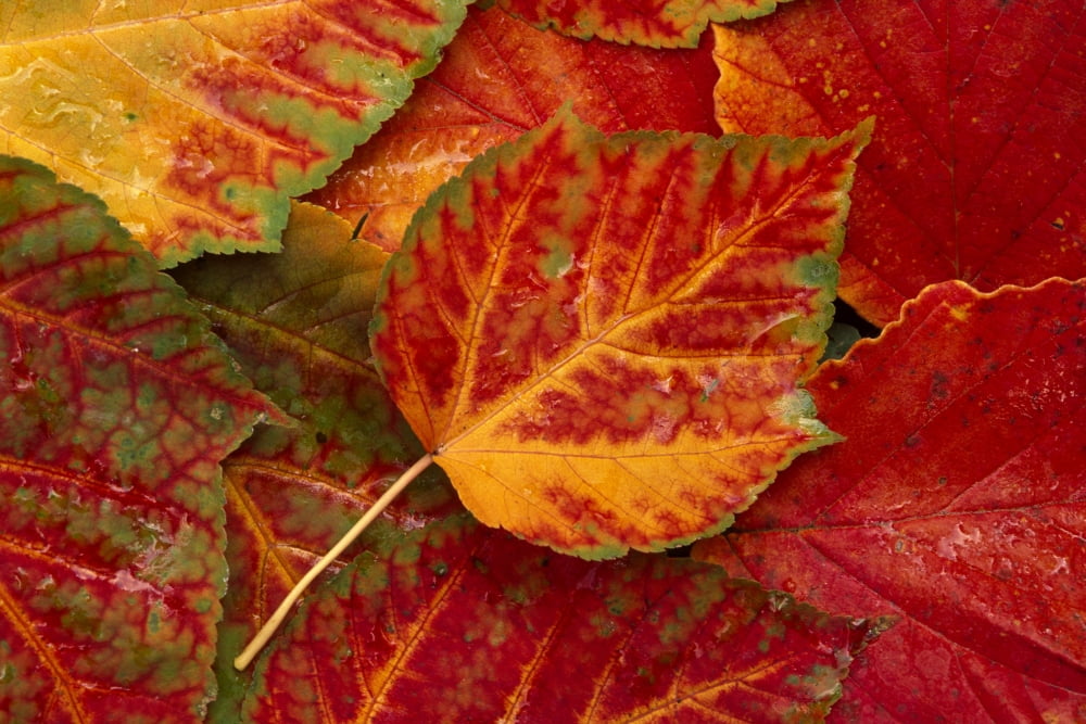 Stripebark Maple Leaf Fall Close-Up Canvas Art - John Warden Design Pics (34 x 22)