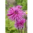 thumbnail image 1 of Striped Ambition Dahlia - Dinnerplate Fimbriata Flower - #1 Size Root Clump, 1 of 4