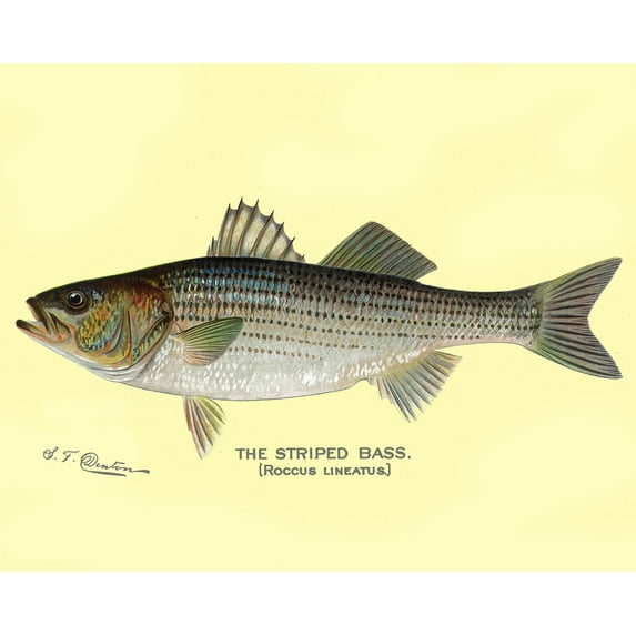 Striped Bass, Denton Fish Print (16x24 Giclee Gallery Art Print, Vivid Textured Wall Decor)