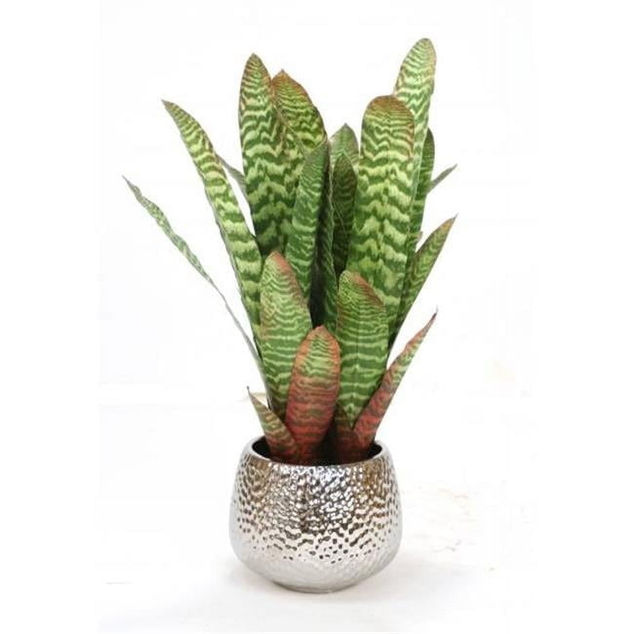 succulents box Succulent Cigar Box Planter main image 0