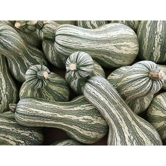 Striped Cushaw Gourd Seeds for Planting | 20 Seeds | Rare White Squash Seeds - Grow Your Own Fall Decor