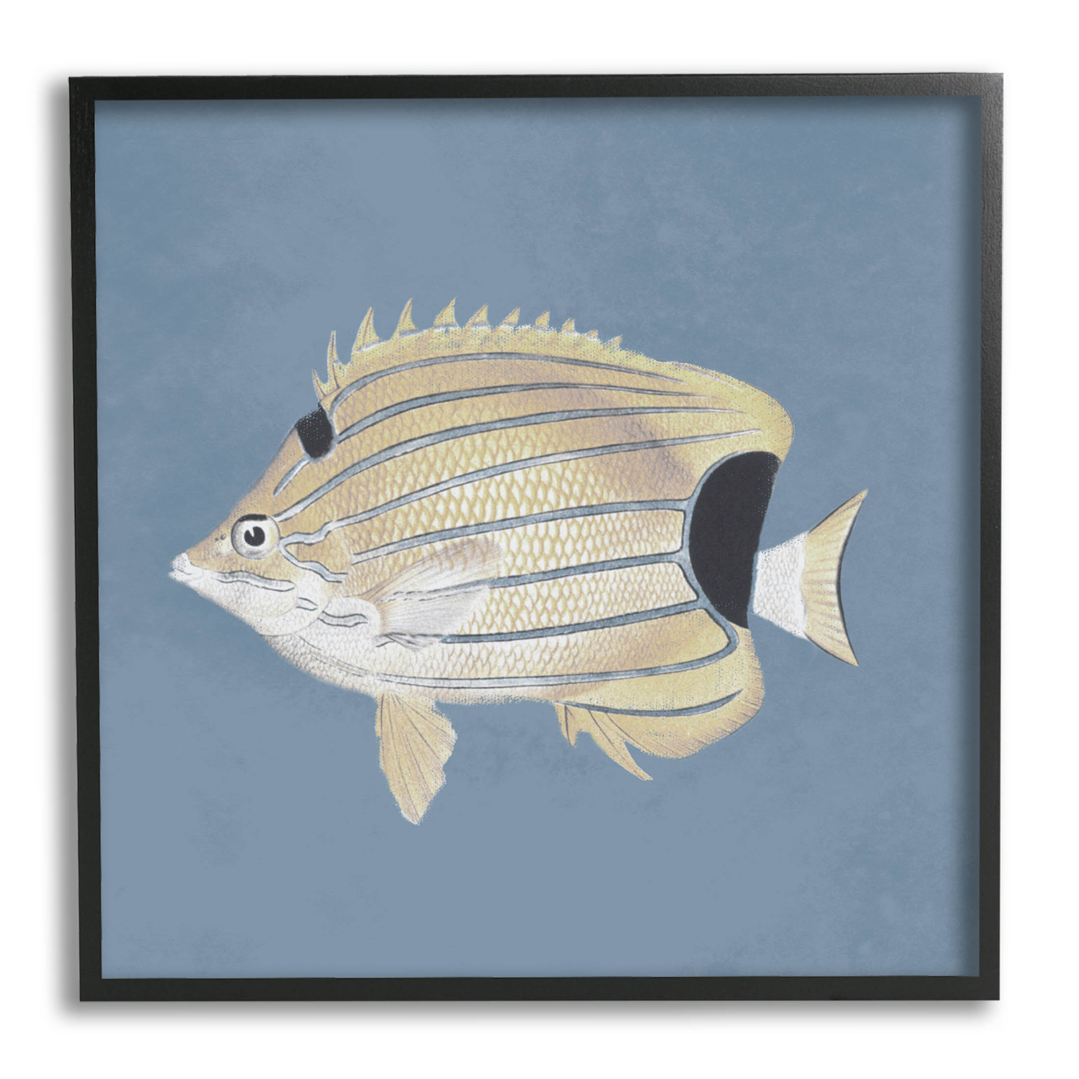 Striped Fish Portrait Blue Background Animals & Insects Graphic Art Black Framed Art Print Wall Art