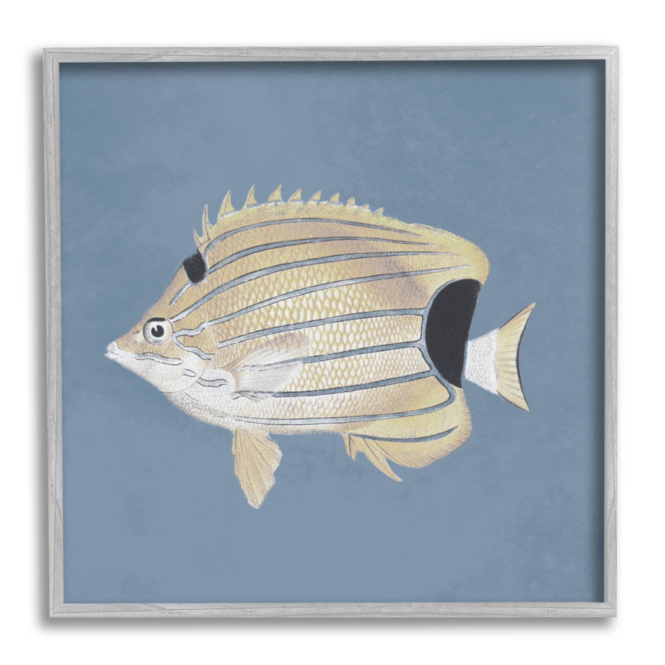 Striped Fish Portrait Blue Background Animals & Insects Graphic Art Gray Framed Art Print Wall Art