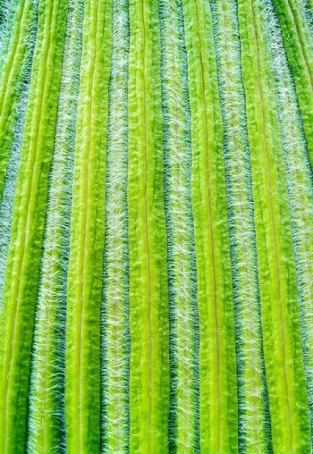 Striped Giant Lobelia rosette of leaves Mount Kenya National Park Kenya Canvas Art - Martin Zwick DanitaDelimont (24 x 36)