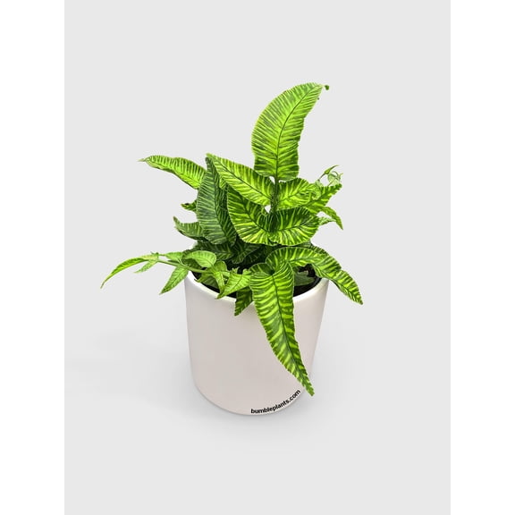 Striped Golden Zebra Bamboo Fern - Live Air-Purifying Indoor Plant in Nursery Pot Easy Care, Low Maintenance Houseplant for Home & Office Decor, Natural Air Cleaner, Best for Beginners