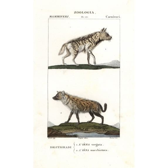 Striped Hyena, Hyaena Hyaena, And Spotted Hyenaa Poster Print By ® Florilegius Mary Evans (24 X 36)