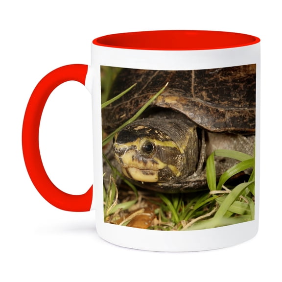 Striped Mud Turtle, Central Florida - Us10 Mpr0327 - Maresa Pryor, 11oz Two-Tone Red Mug