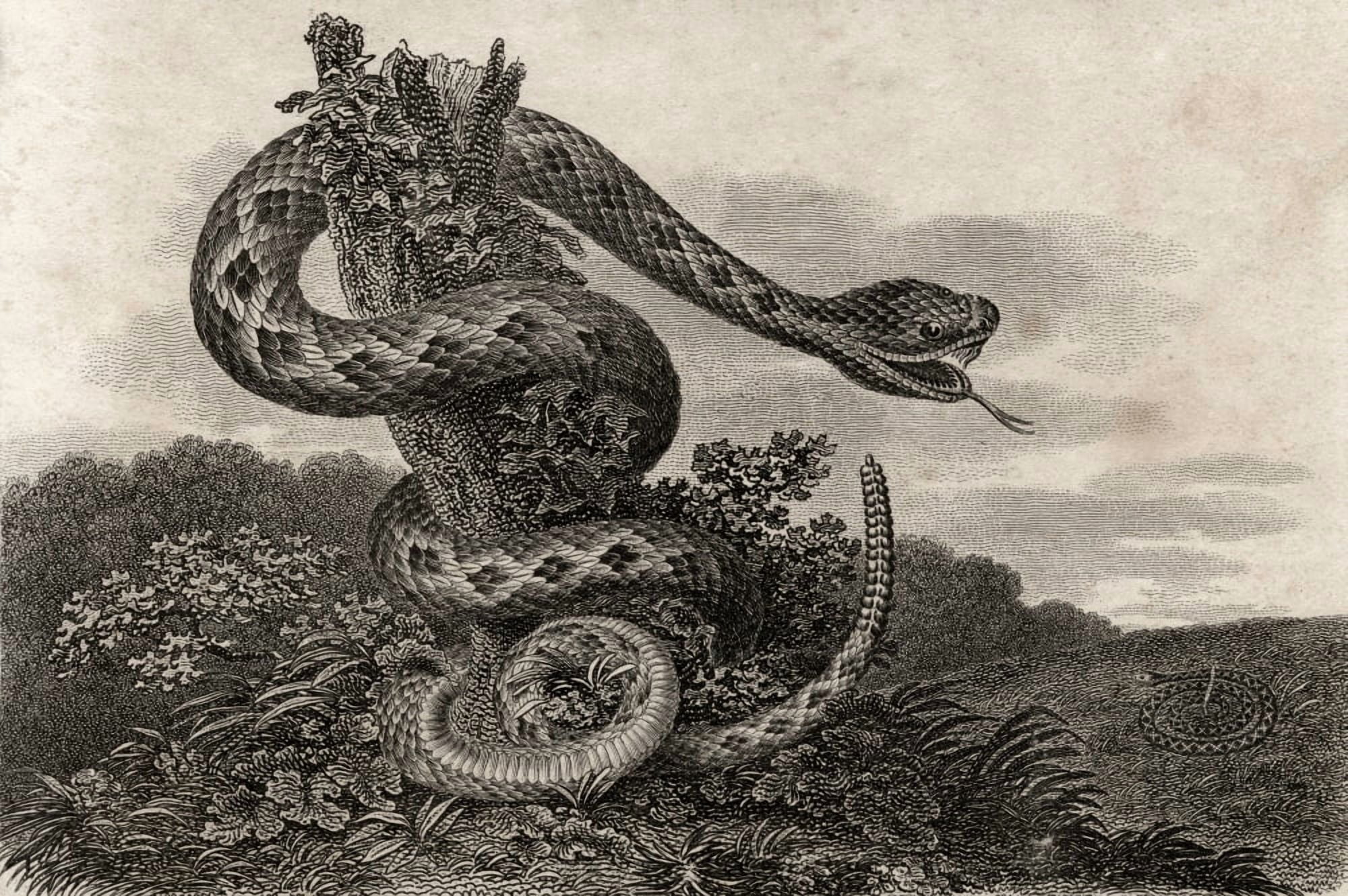 Striped Rattlesnake Crotalus Durissus From A 17Th Century Print Canvas Art - Ken Welsh Design Pics (17 x 11)