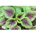 thumbnail image 1 of Striped Spinach Seeds for Planting - 500+ Seeds - Ships from Iowa, USA. Very Healthy Spinach, Yin Cho or Callaloo, 1 of 5