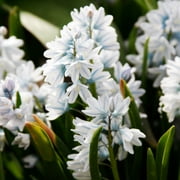 Striped Squill Flower Bulbs Jumbo Pack - 100 Bulbs per Pack - Pleasantly Scented - Deer Resistant - Naturalizing - Perennializing