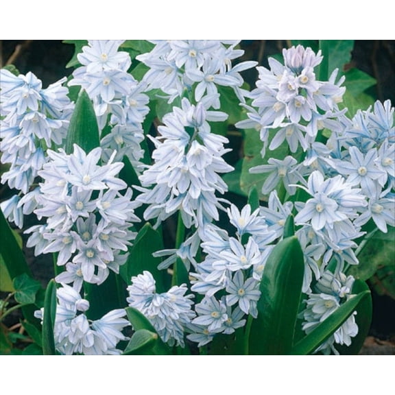 Striped Squill- Puschkinia Libanotica (Pack of 100 Bulbs)